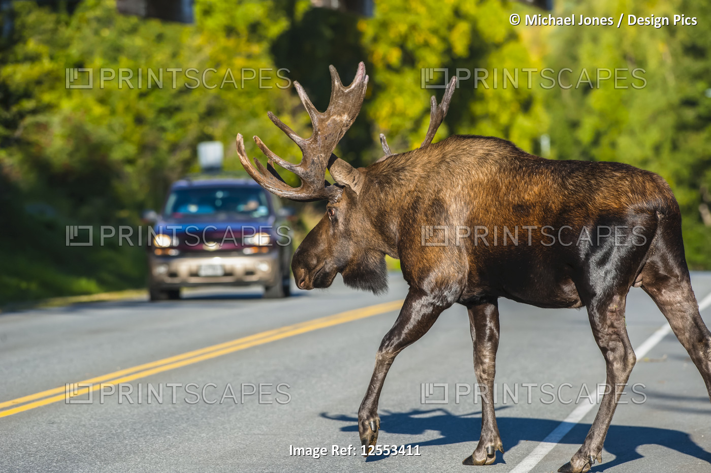 A bull Moose (Alces alces) in rut stops traffic while crossing Kincade Drive in ...
