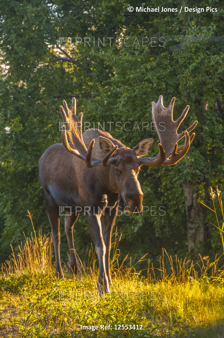 A close-up of a bull Moose (Alces alces) in velvet in Kincade Park In Southwest ...