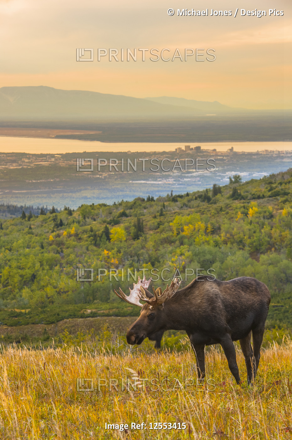 A bull Moose (Alces alces) is grazing during the rut on a late autumn day at ...