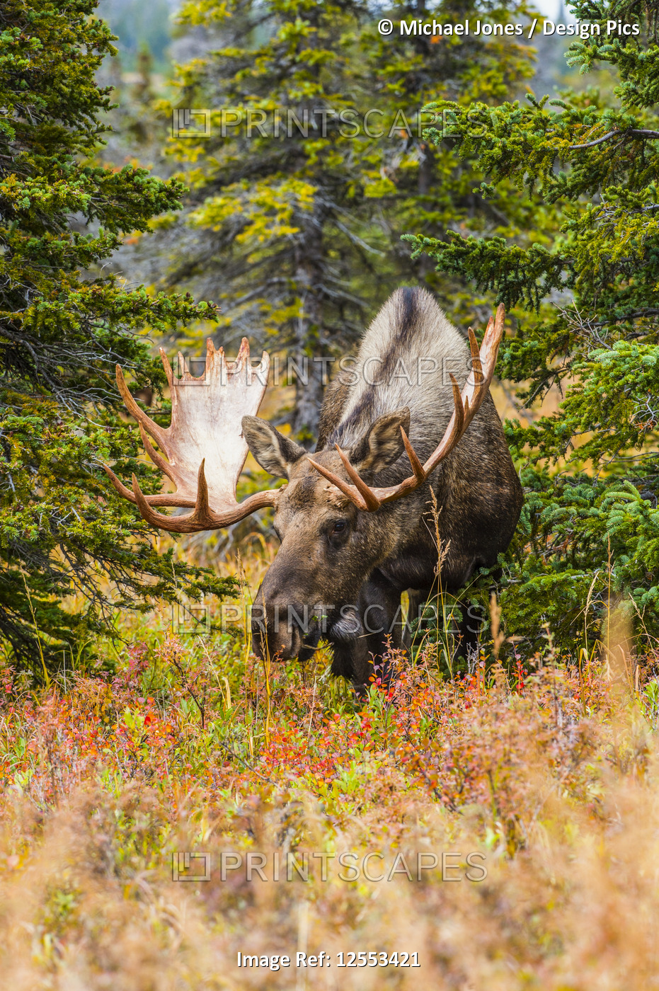 Large bull Moose (Alces alces) standing in brush near Powerline Pass in the ...