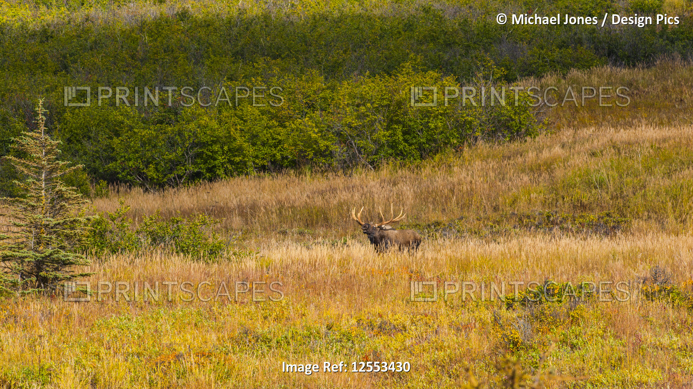 Large bull Moose (Alces alces) standing in brush near Powerline Pass in the ...