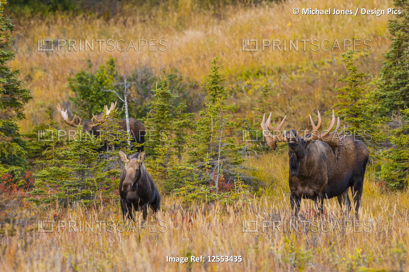 Two large bull Moose (Alces alces) standing in brush near a cow moose, ...