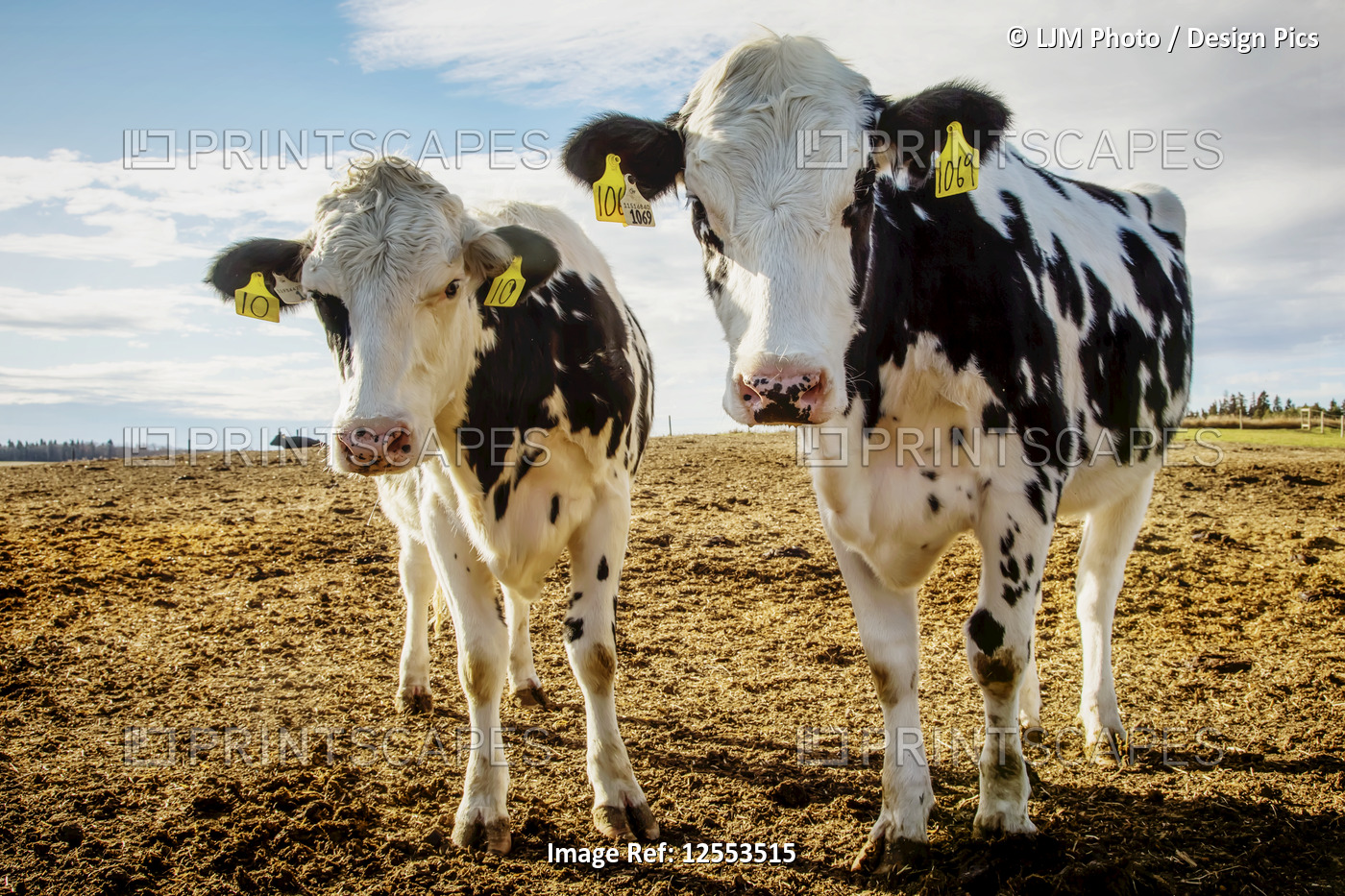 Two young Holstein cows curiously looking at the camera while standing in a ...