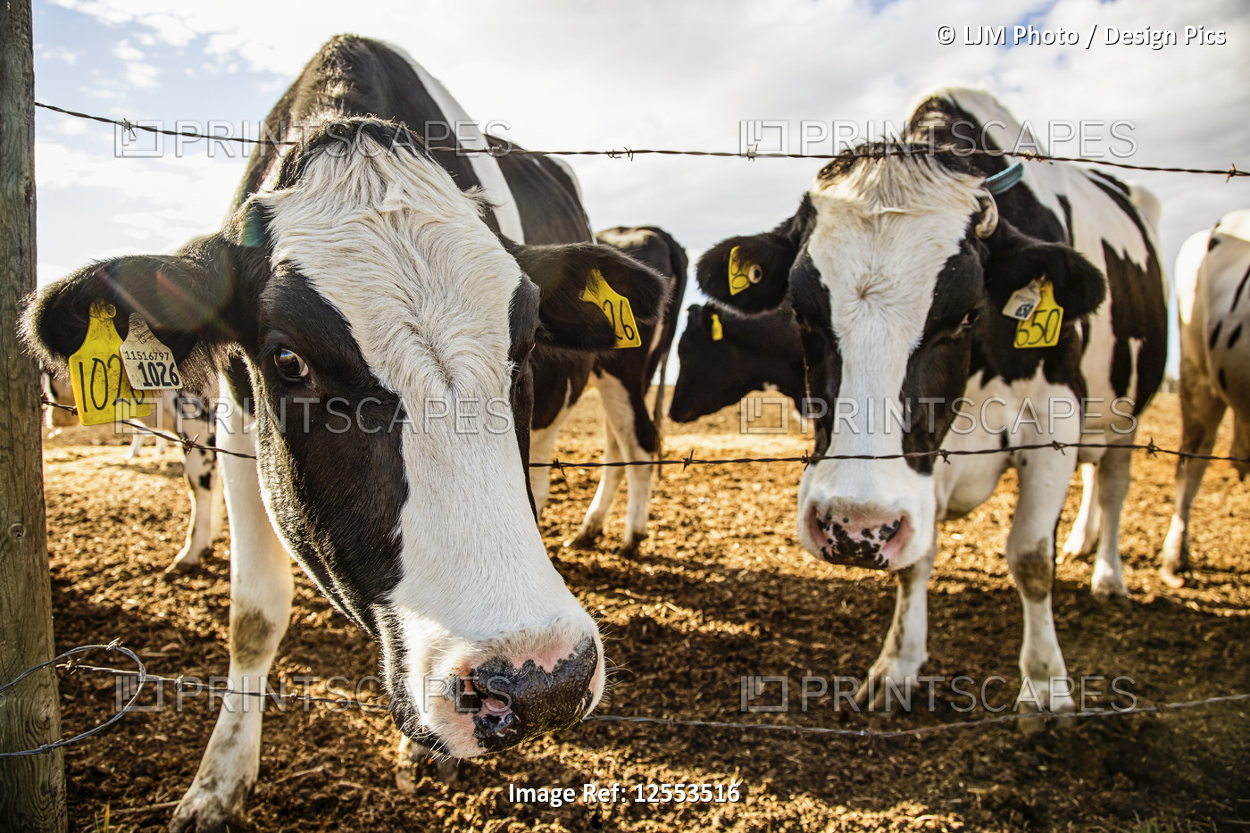 Two Holstein dairy cows curiously looking at the camera while standing in a ...