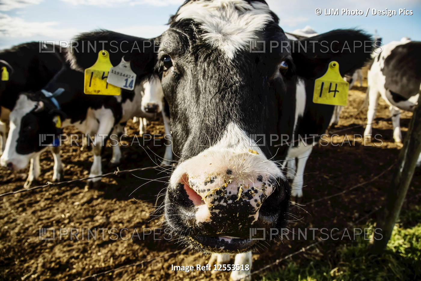 Close-up of the head of a Holstein cow standing at a barb wire fence making a ...