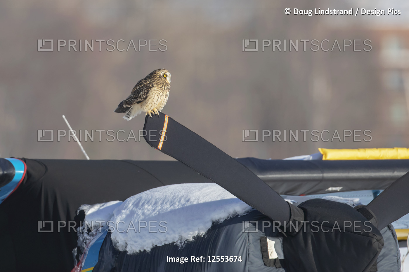Short-eared owl (Asio flammeus) sits on an airplane's covered propeller at Lake ...