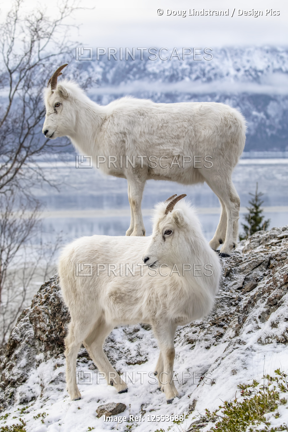 Dall sheep ewes (Ovis dalli) together on a rocky hillside overlooking Turnagain ...