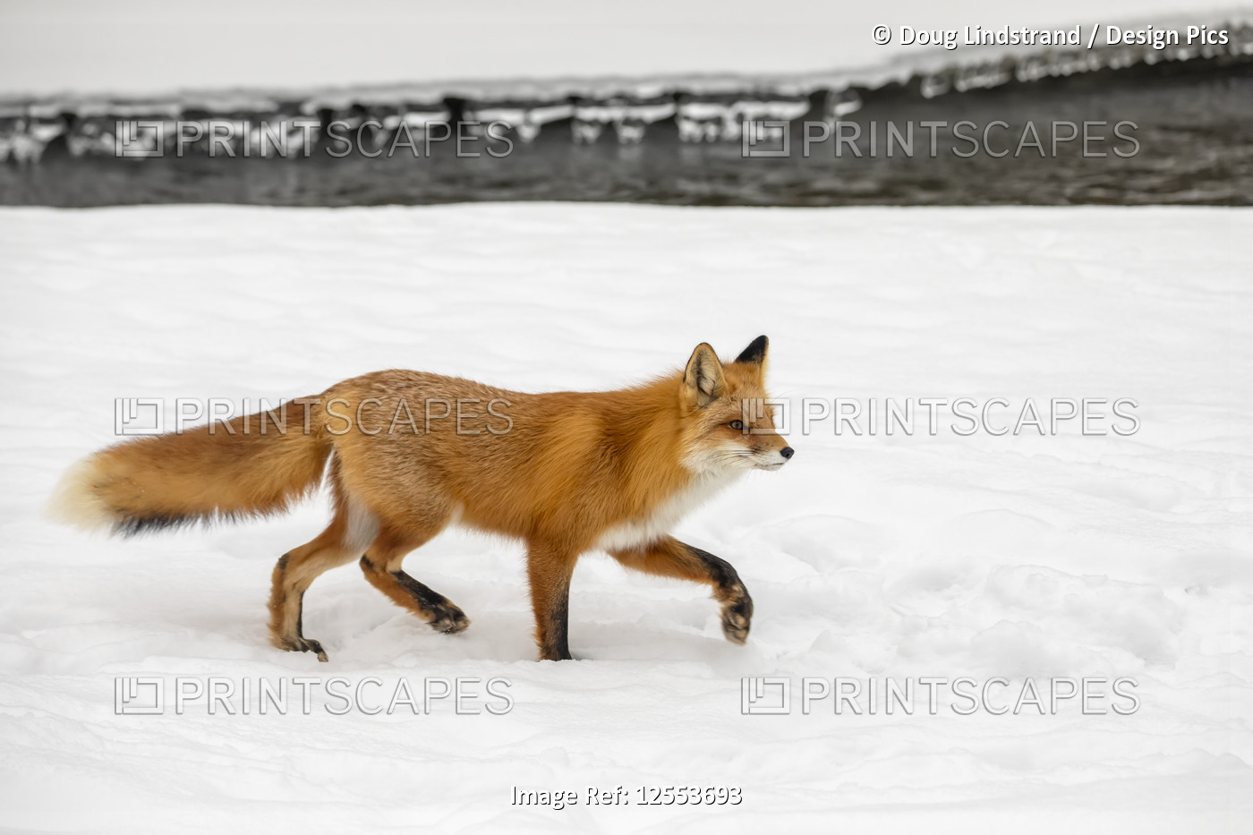 Red fox (Vulpes vulpes) standing on snow in the Campbell Creek area in winter ...