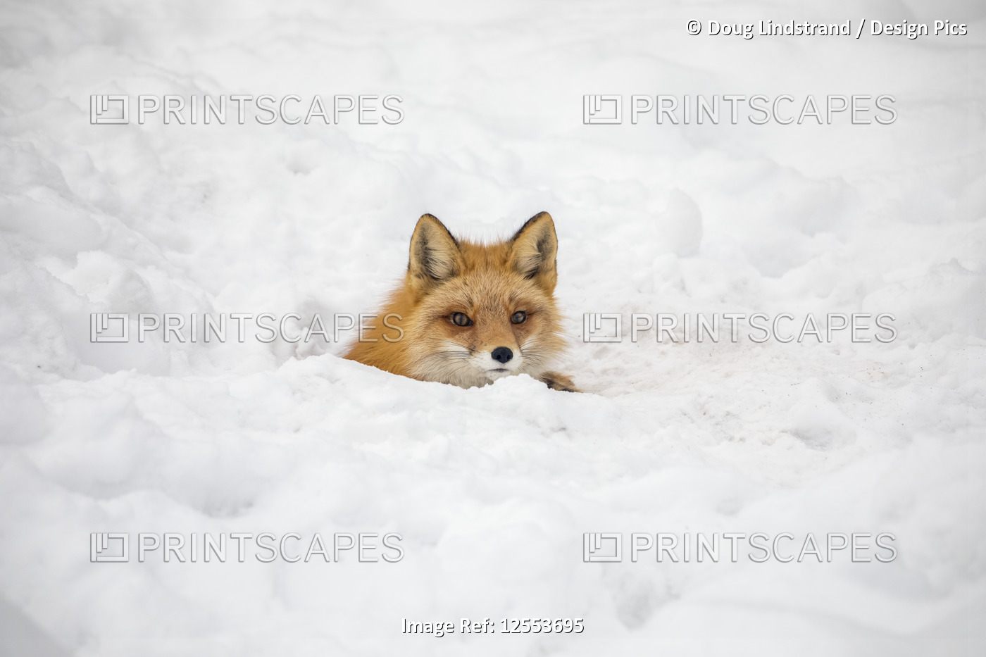Red fox (Vulpes vulpes) prowls the Campbell Creek area in winter looking for ...