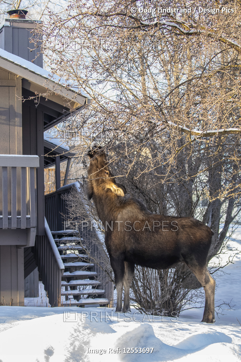 A cow moose (Alces alces) feeds on twigs and bark in winter with apartments ...