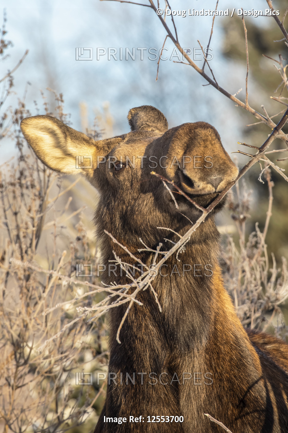 A cow moose (Alces alces) feeds on twigs and bark in winter, South-central ...