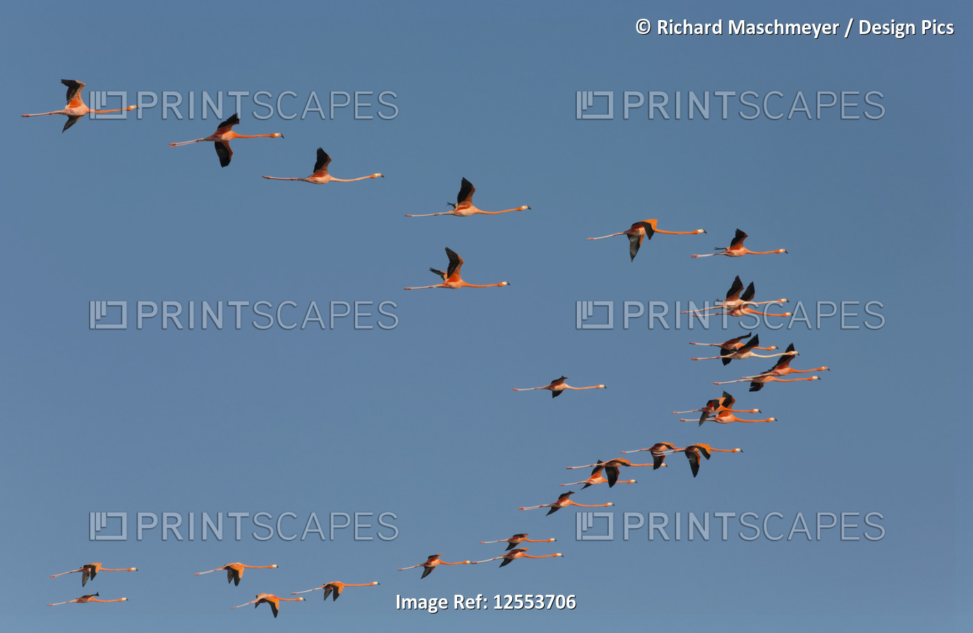 American Flamingos (Phoenicopterus ruber) flying in a V formation, Celestun ...