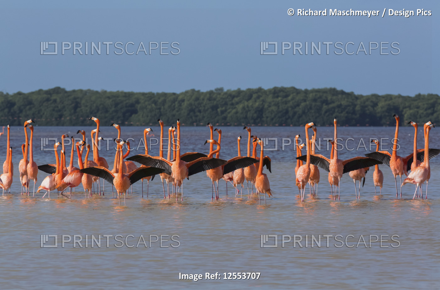 American Flamingos (Phoenicopterus ruber) standing in water, Celestun Biosphere ...
