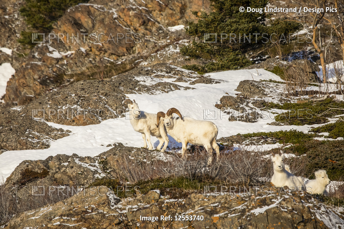 Dall sheep rams (Ovis dalli) with ewe, Denali National Park and Preserve; ...
