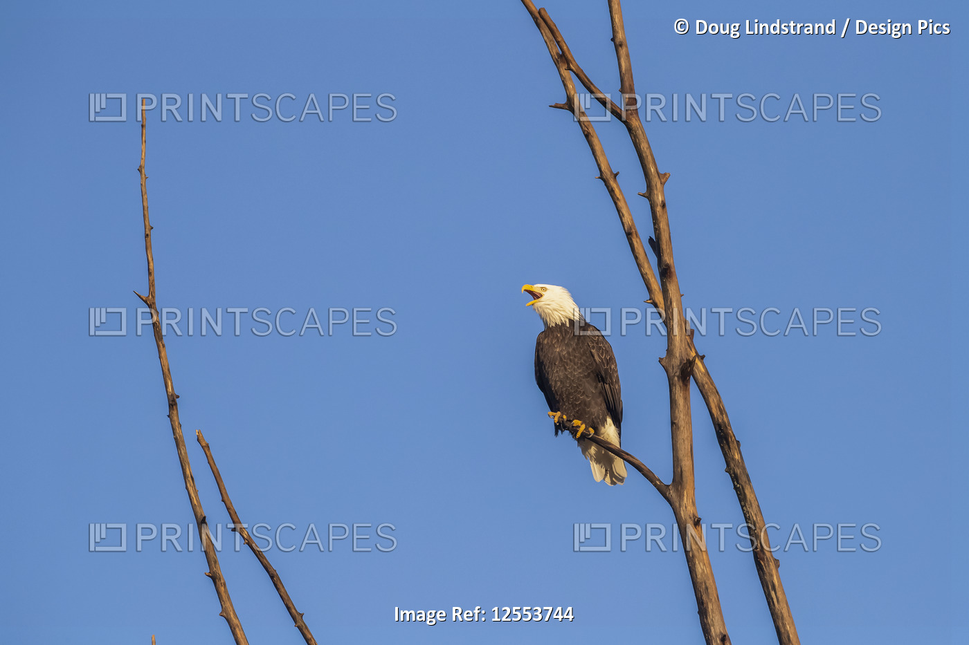 Bald eagle (Haliaeetus leucocephalus) calling out while perched in a tree ...
