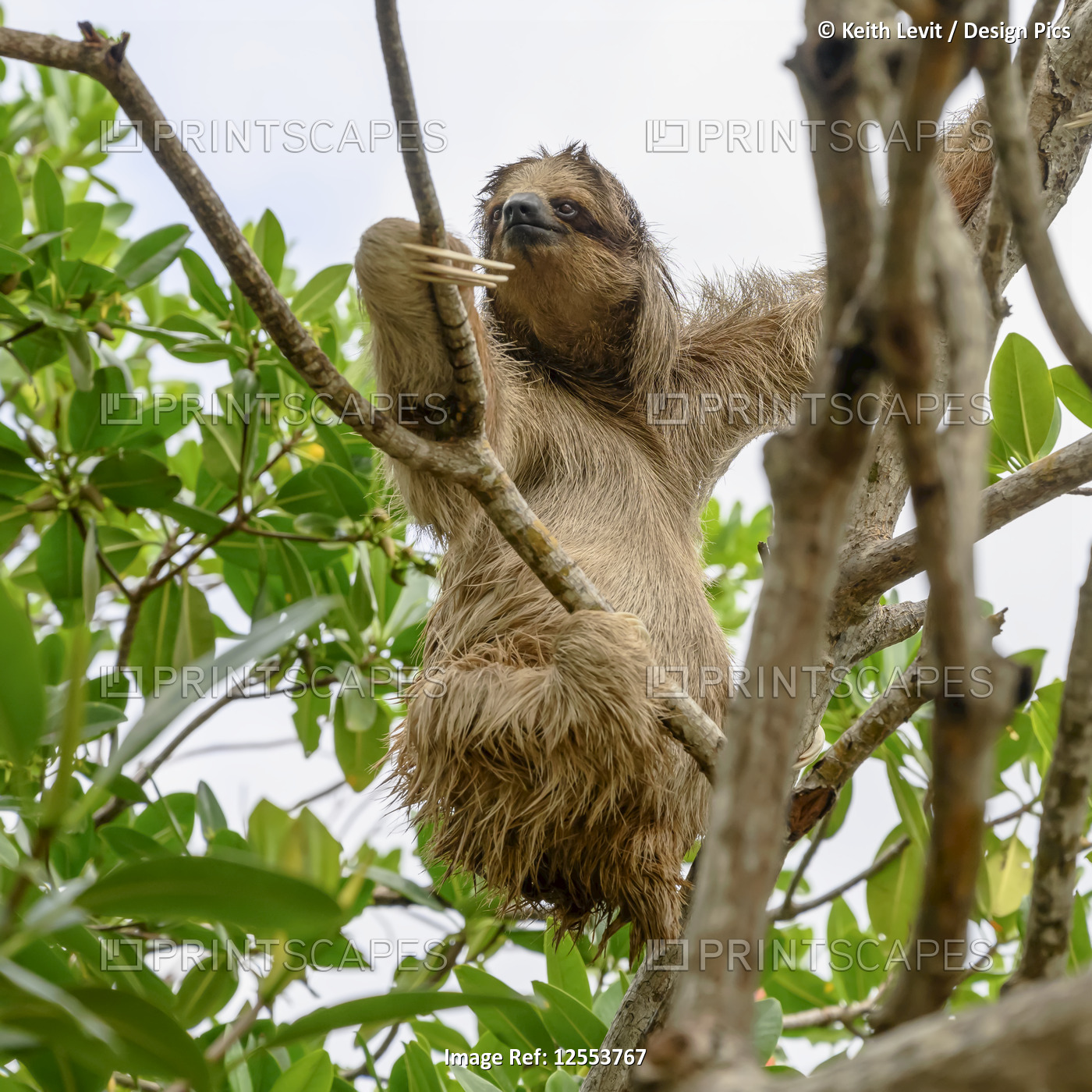 Sloth in a tree; Roatan, Bay Islands Department, Honduras