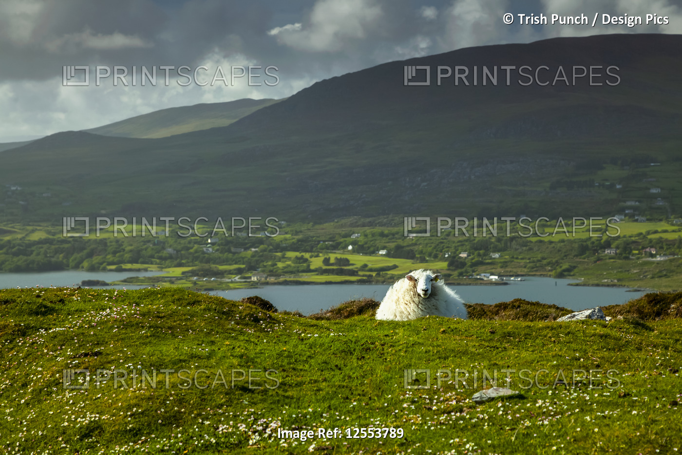 A sheep (Ovis aries) lays on lush grass with a view of the coastline of Bantry ...