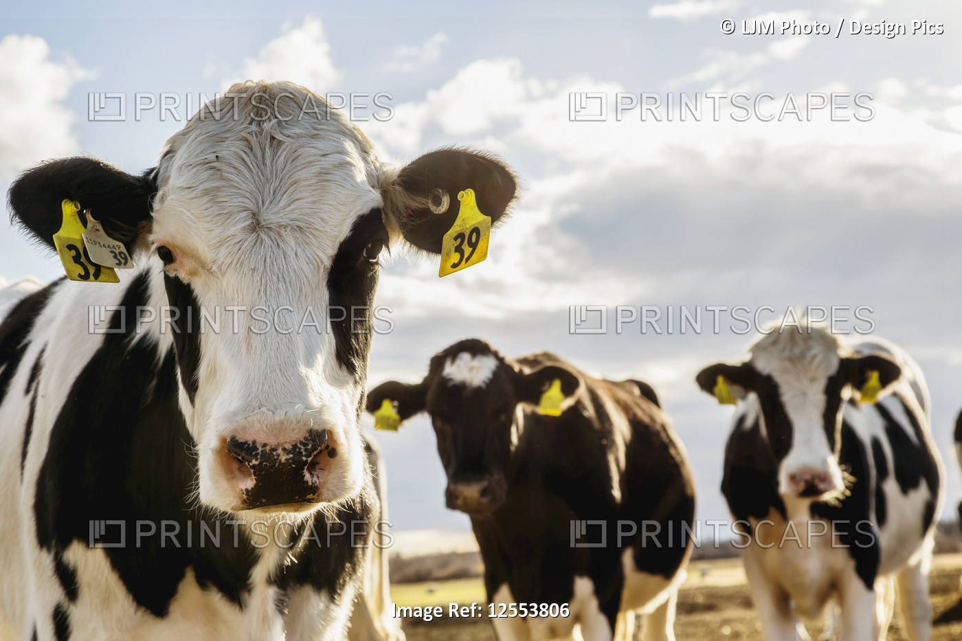Curious Holstein cows looking at the camera while standing in a fenced area ...