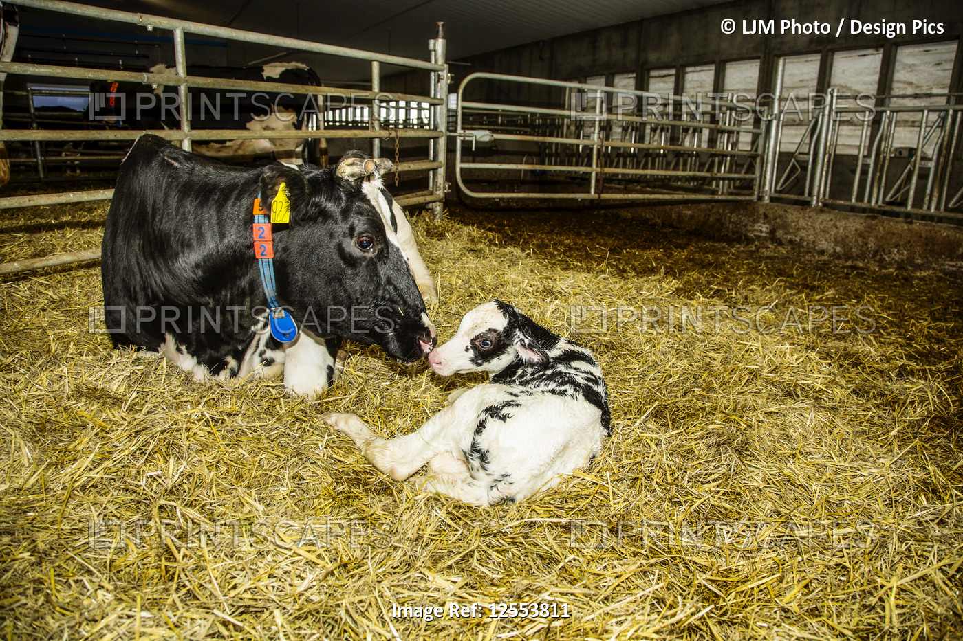 Holstein cow with her newborn calf in a pen on a robotic dairy farm, North of ...