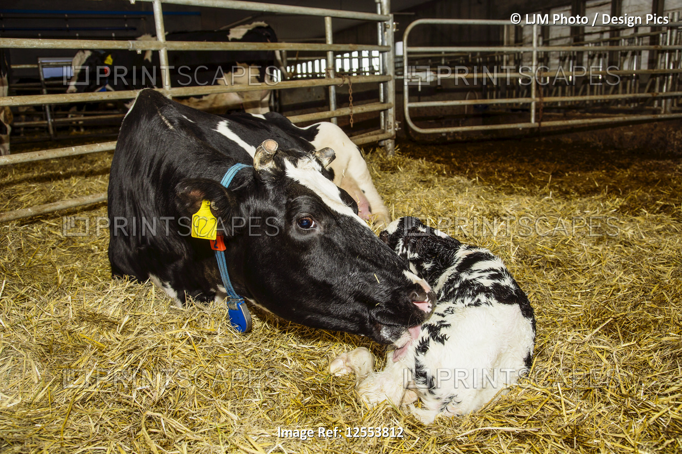 Holstein cow with her newborn calf in a pen on a robotic dairy farm, North of ...