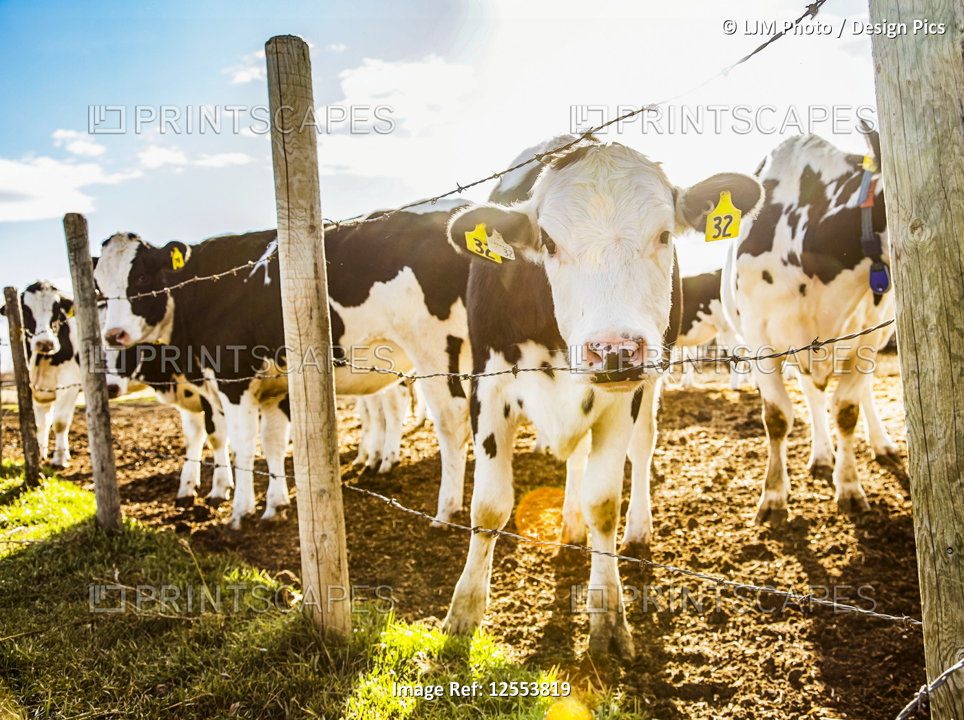 Curious Holstein cows standing at a barb wire fence with identification tags in ...