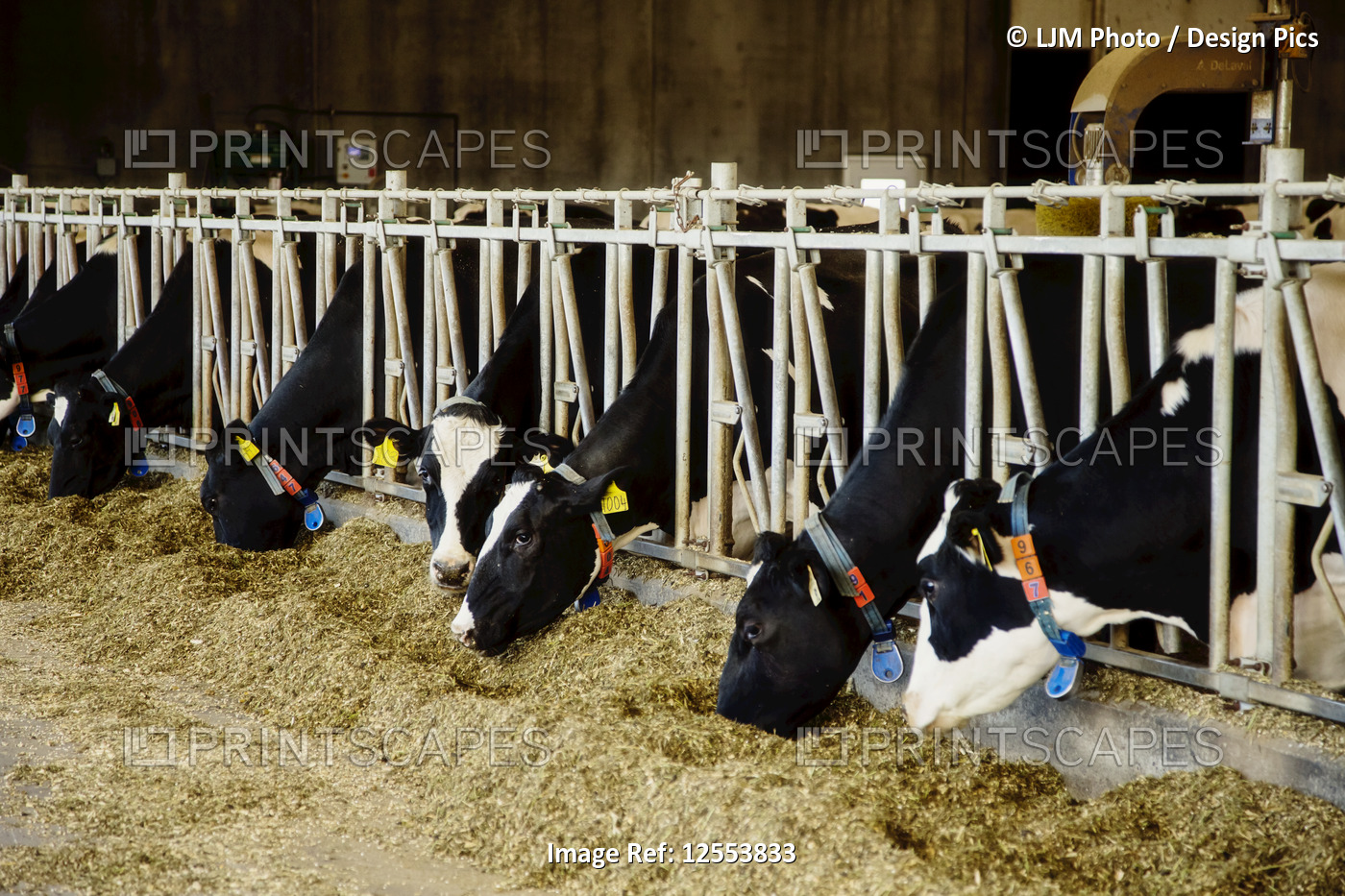 Holstein dairy cows with identification tags on their ears standing in a row ...