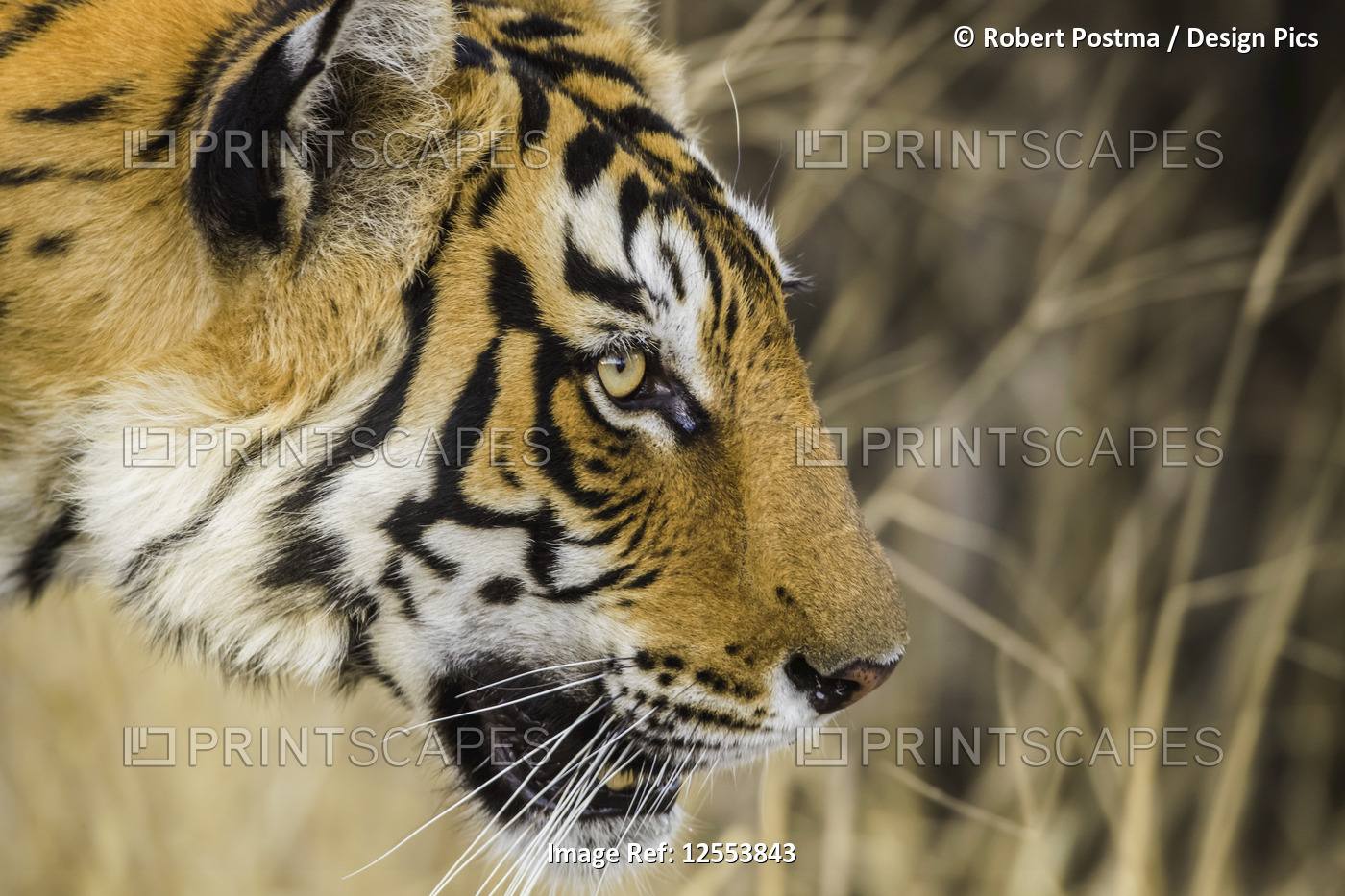 Tiger (Panthera tigris) in the wild, Ranthambhore National Park, Northern ...