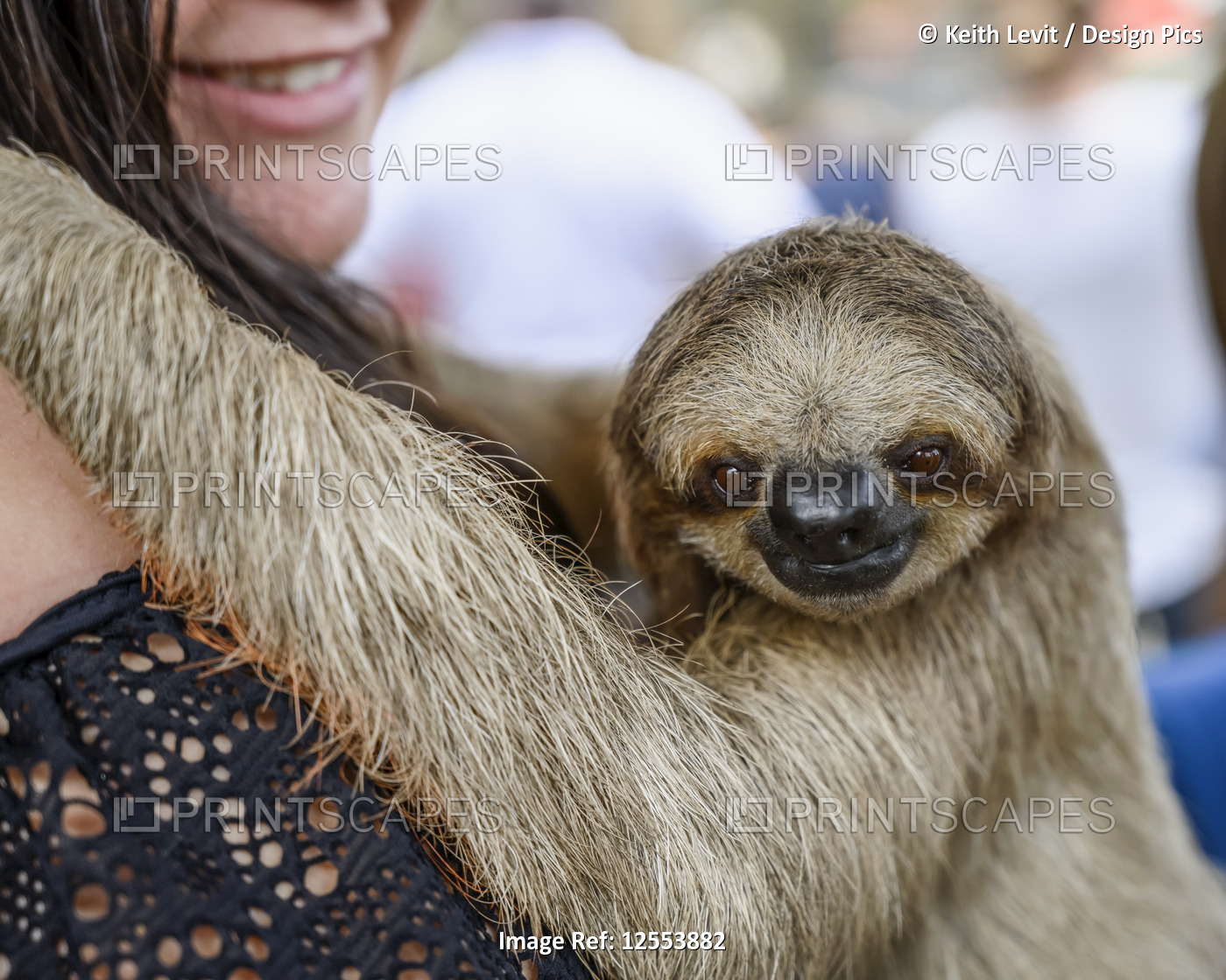 A woman holds a sloth as it looks at the camera, French Cay, Sloth Sanctuary; ...