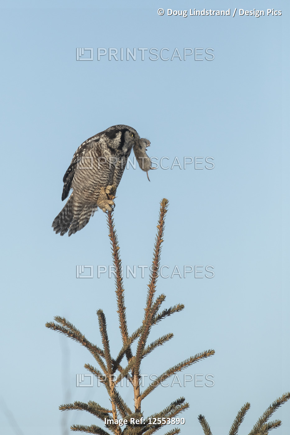 Northern Hawk Owl (Surnia ulula), known for sitting on the highest perch ...