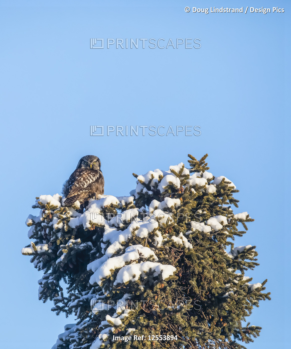 Northern Hawk Owl (Surnia ulula), known for sitting on the highest perch ...