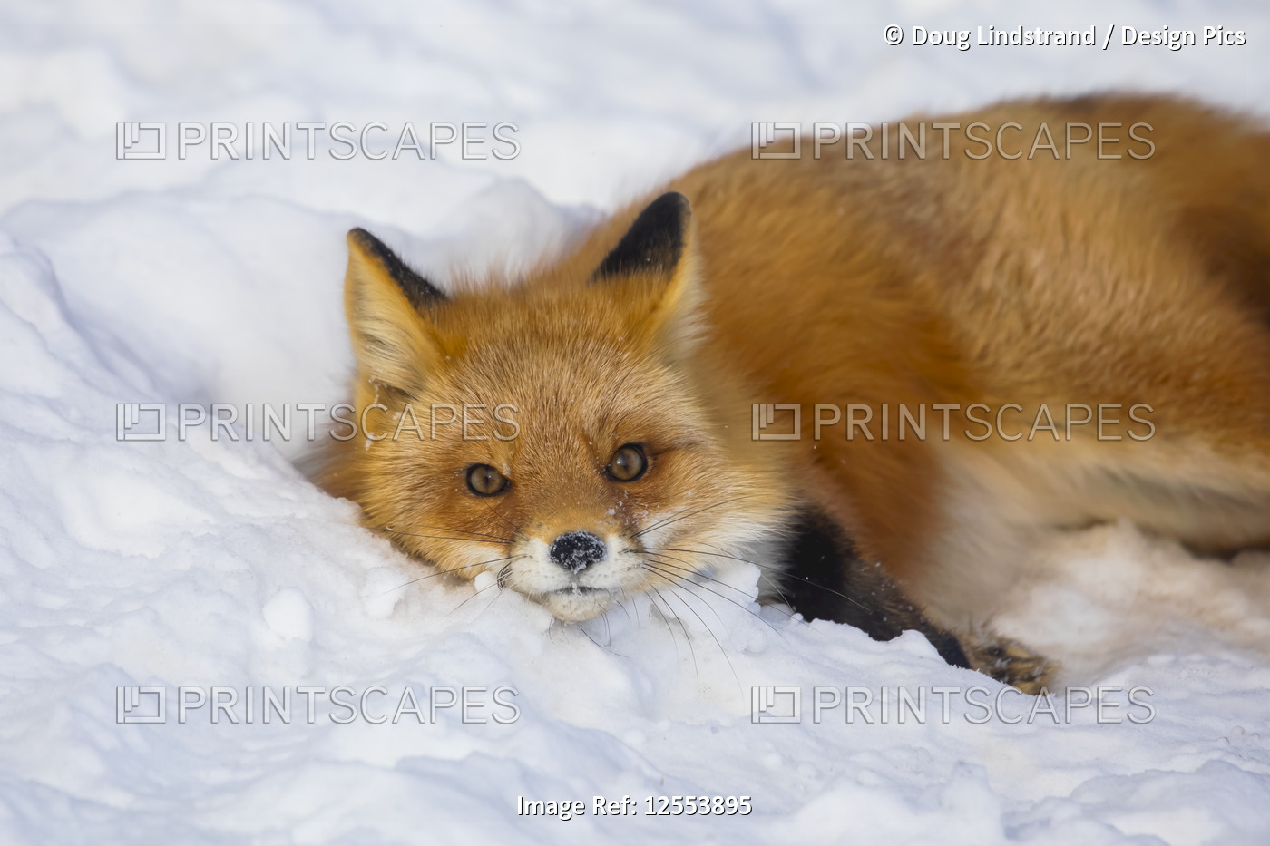 Red fox (Vulpes vulpes) resting in the snow; Alaska, United States of America