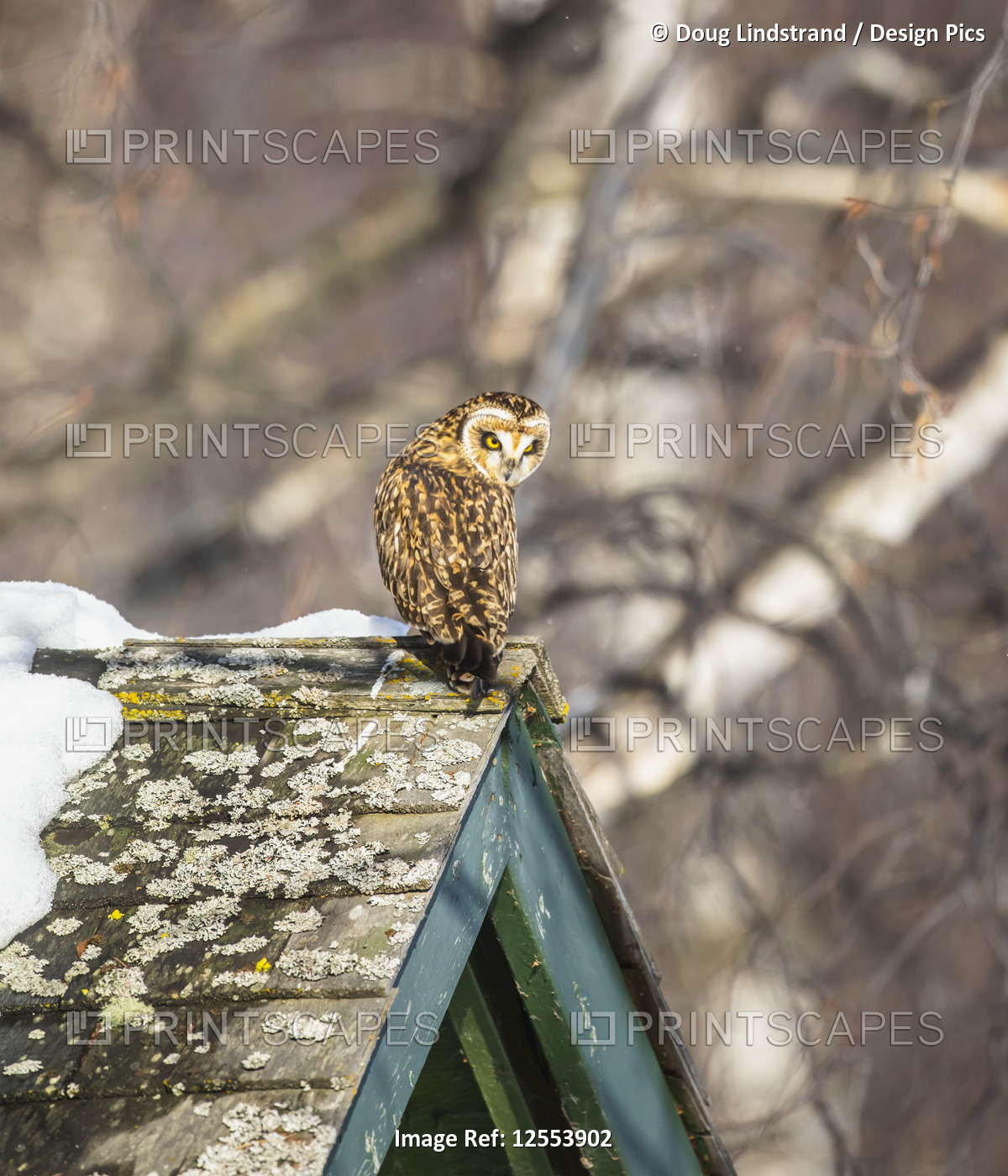 Short-eared owl (Asio flammeus) perched on a roof's peak; Alaska, United States ...