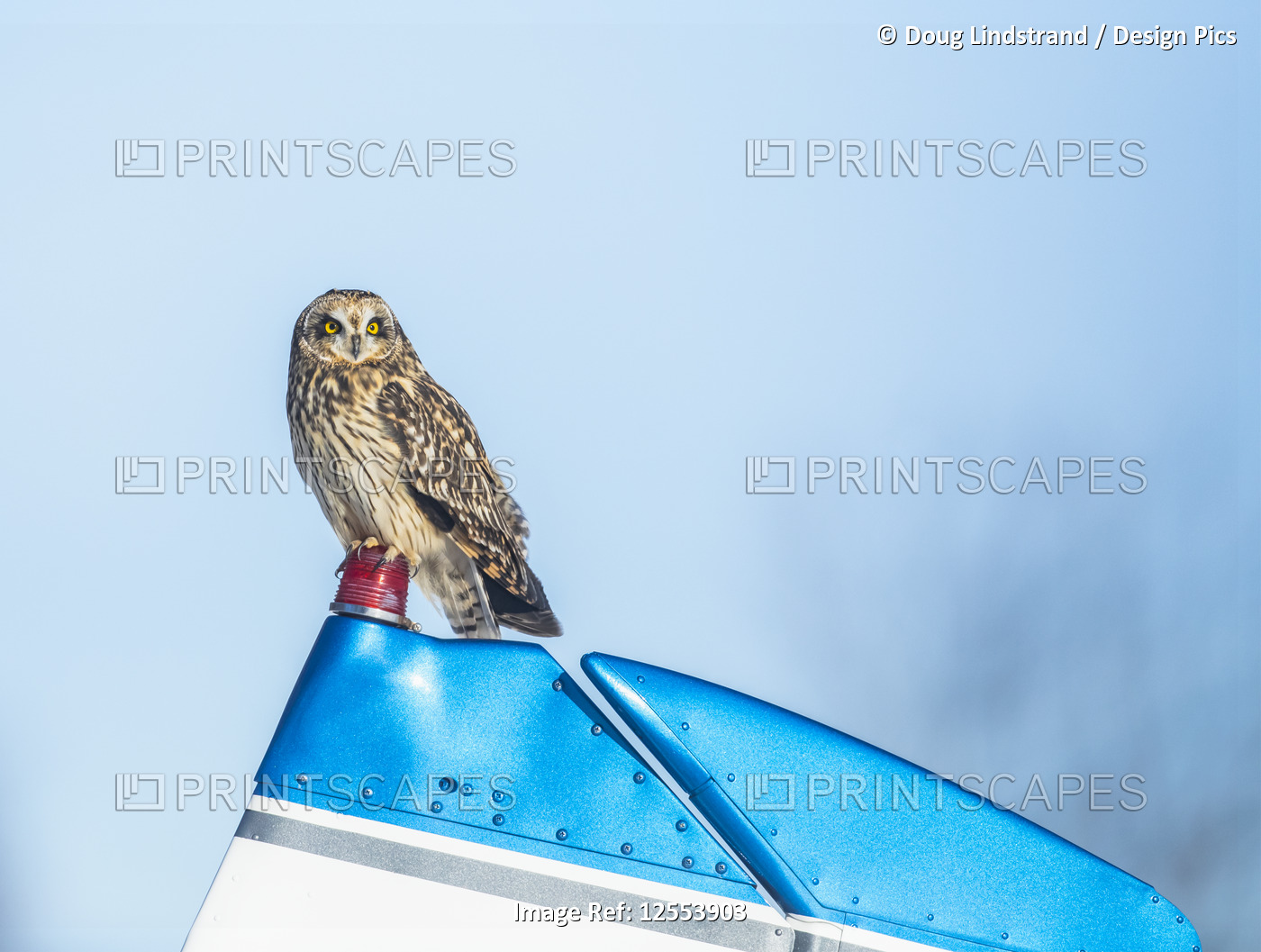 Short-Eared Owl (Asio flammeus) perched on a small airplane; Alaska, United ...