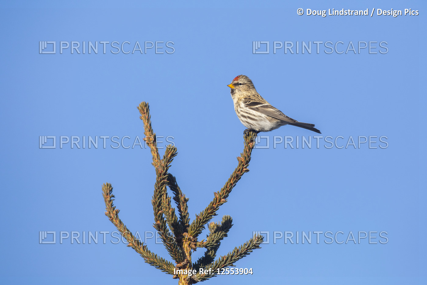 Common redpoll (Acanthis flammea) perched on a treetop against a blue sky; ...