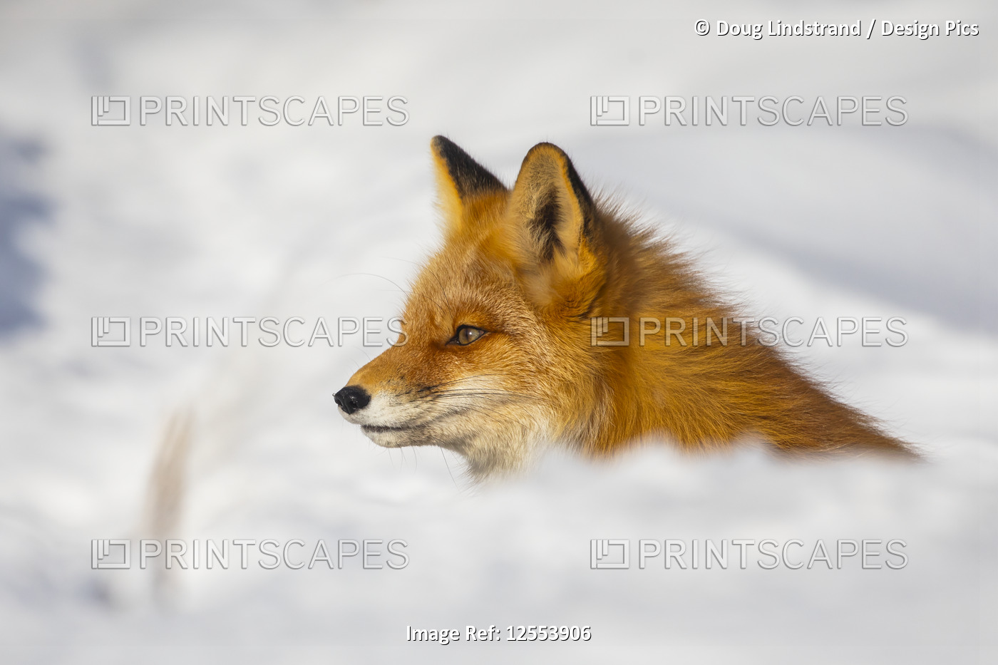 Red fox (Vulpes vulpes) alert in the snow; Alaska, United States of America
