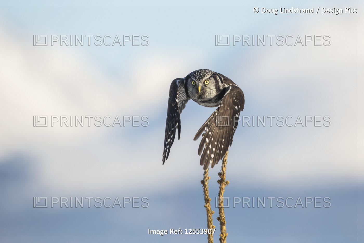 Northern Hawk-Owl (Surnia ulula), known for sitting on the highest perch ...