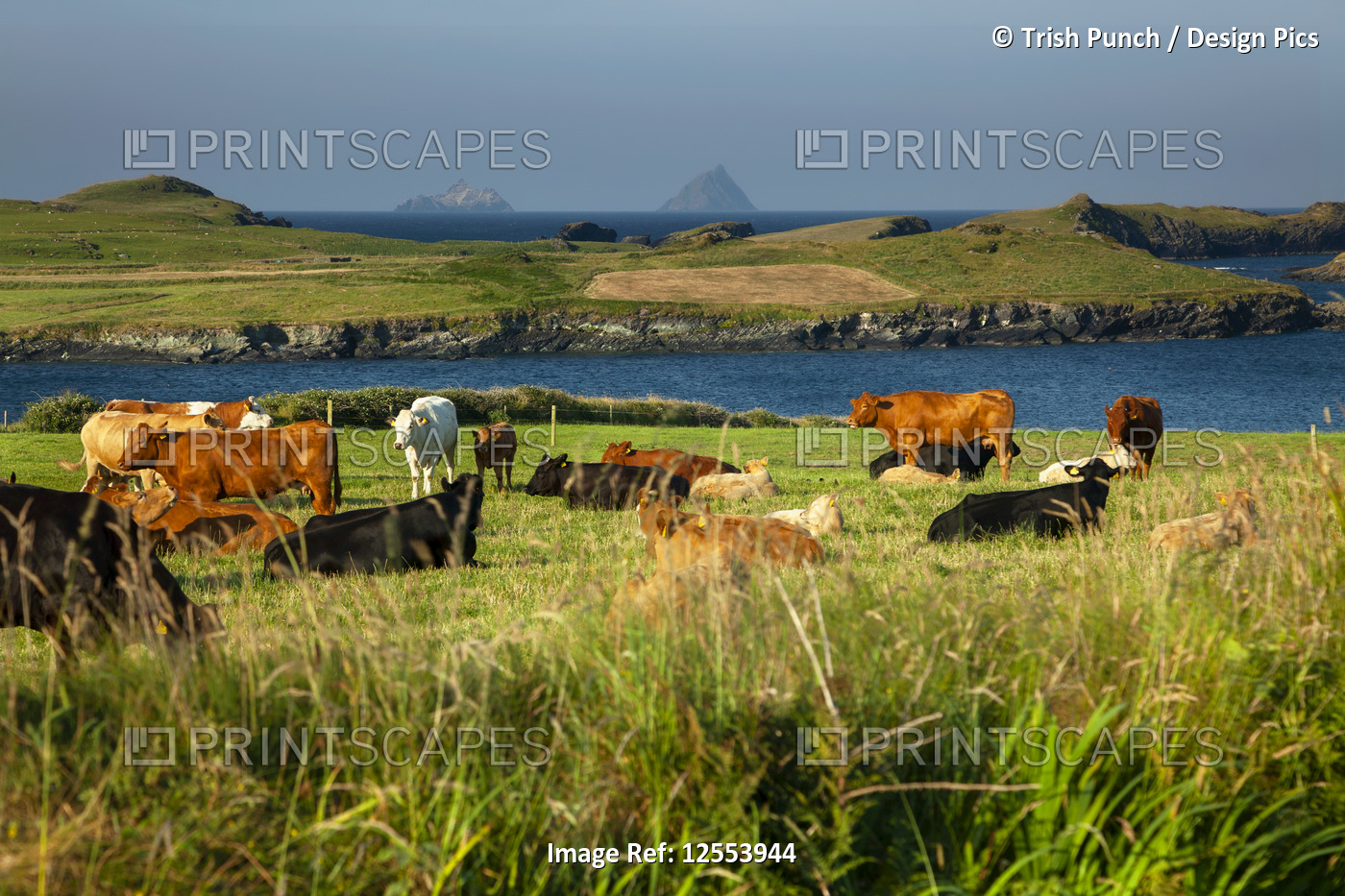 Cattle grazing and resting on the lush, green grass of a field along the coast; ...