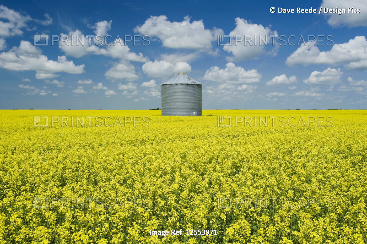 A field of bloom-stage canola with old grain bin (silo) in the background, near ...