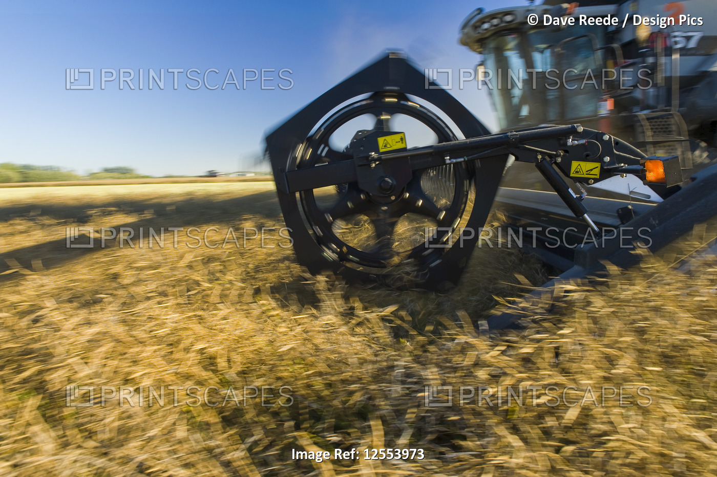 A combine harvester straight cuts in a mature standing field of canola during ...