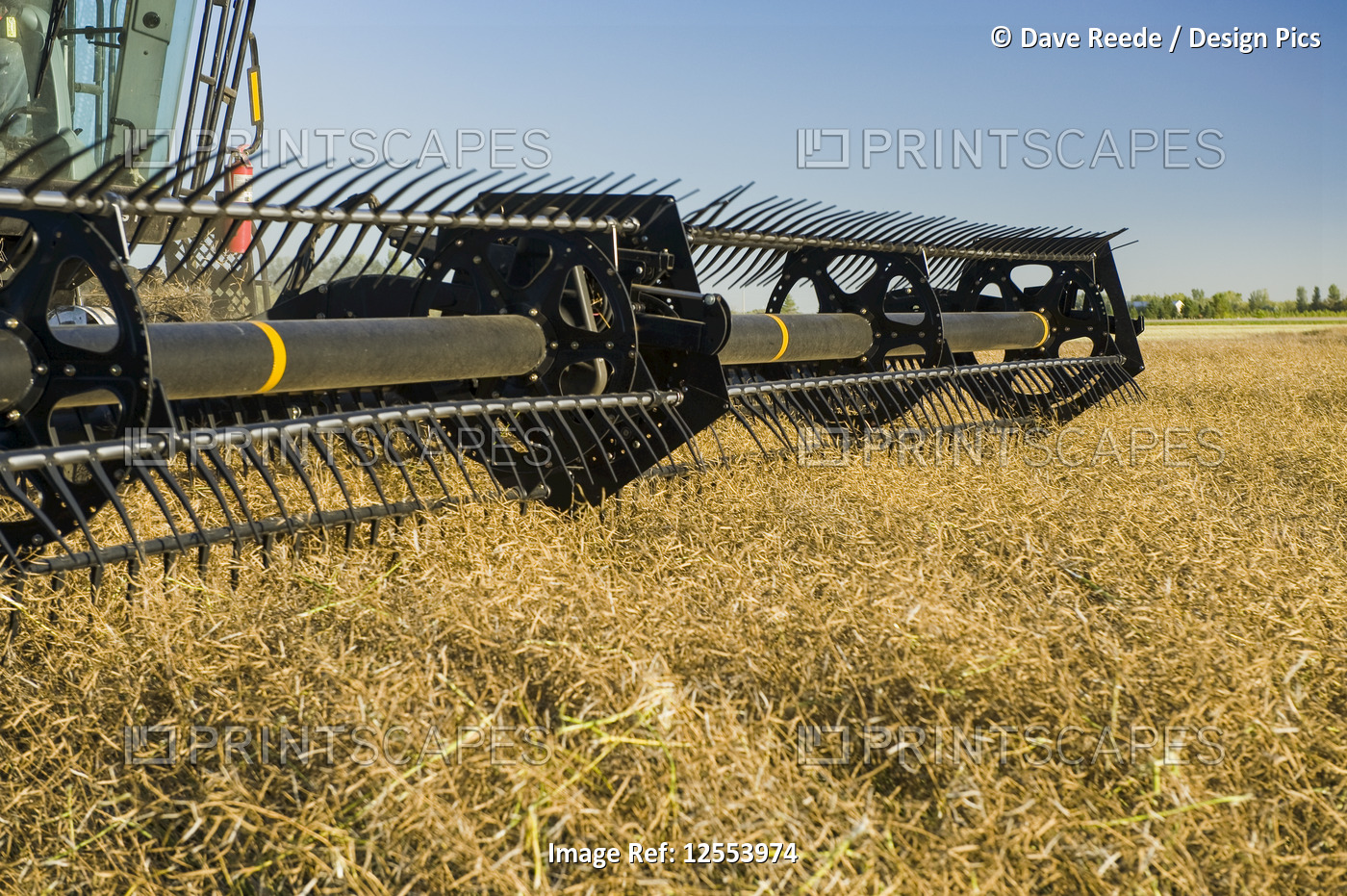 A combine harvester straight cuts in a mature standing field of canola during ...