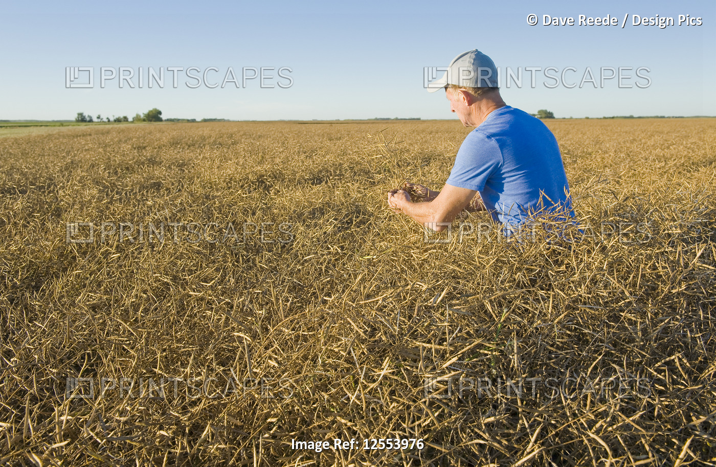 A farmer scouts a mature harvest-ready canola field that is ready for straight ...