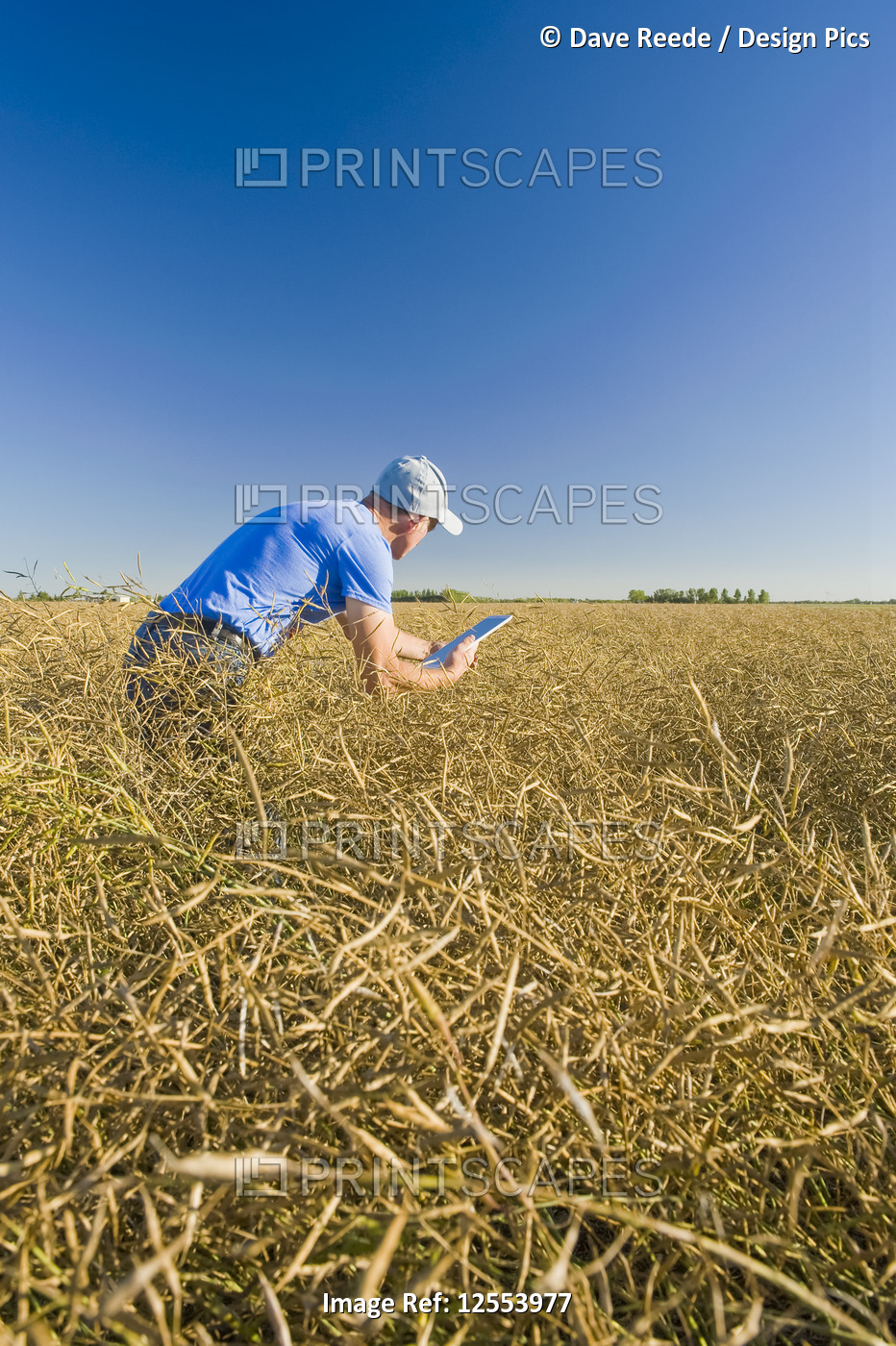 A farmer inputs data into a tablet while scouting a mature harvest-ready canola ...