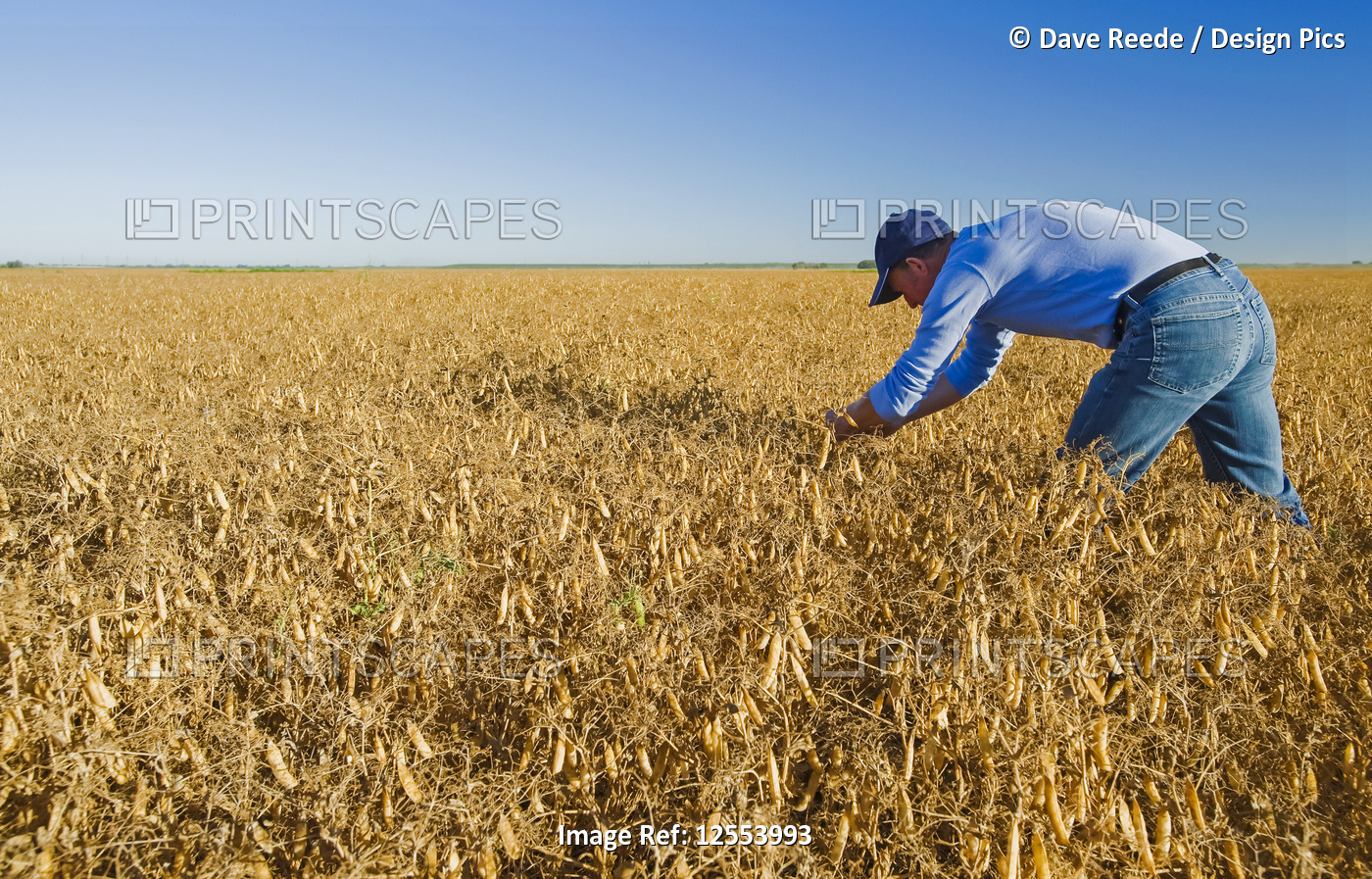 A farmer examines mature, harvest-ready yellow dry field peas near Winnipeg; ...