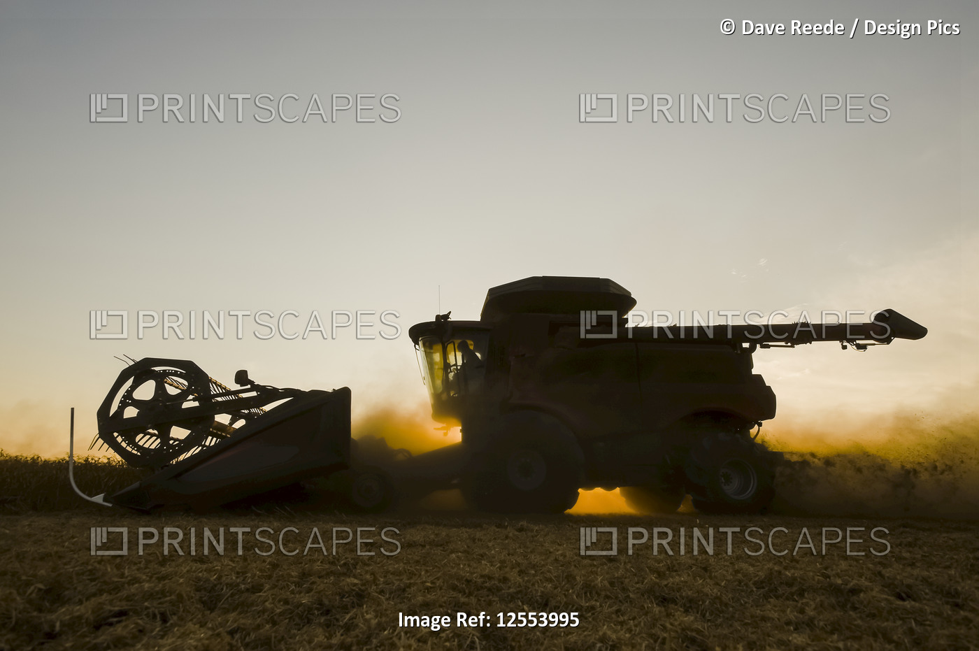 A combine harvester works in a field of yellow field peas at sunset, near ...