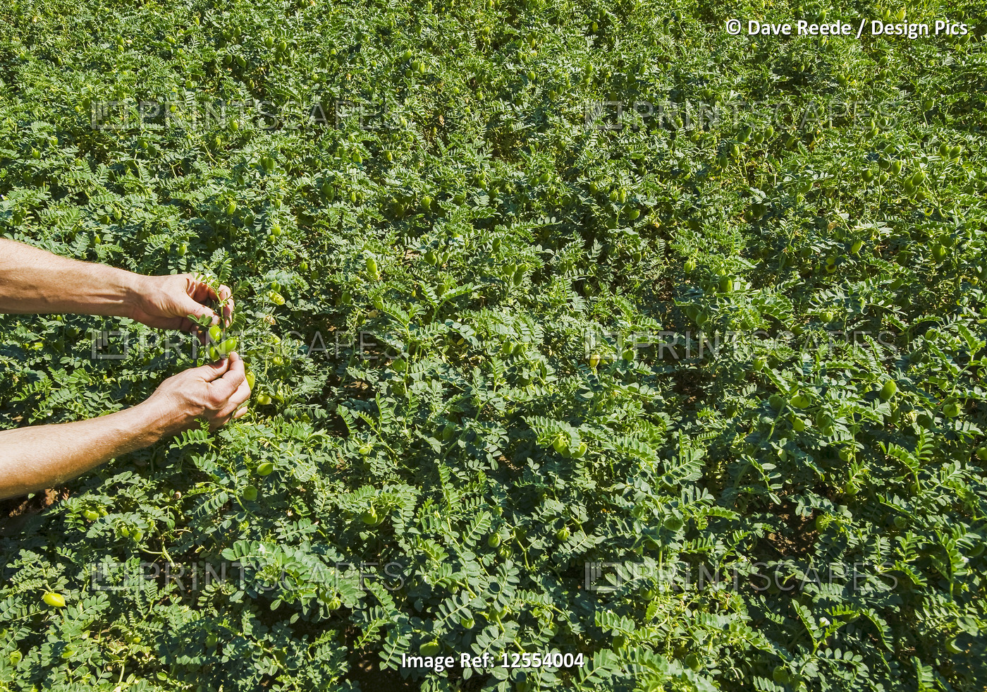 Farmer examining a mid-growth chickpea field, near Kincaid; Saskatchewan, Canada