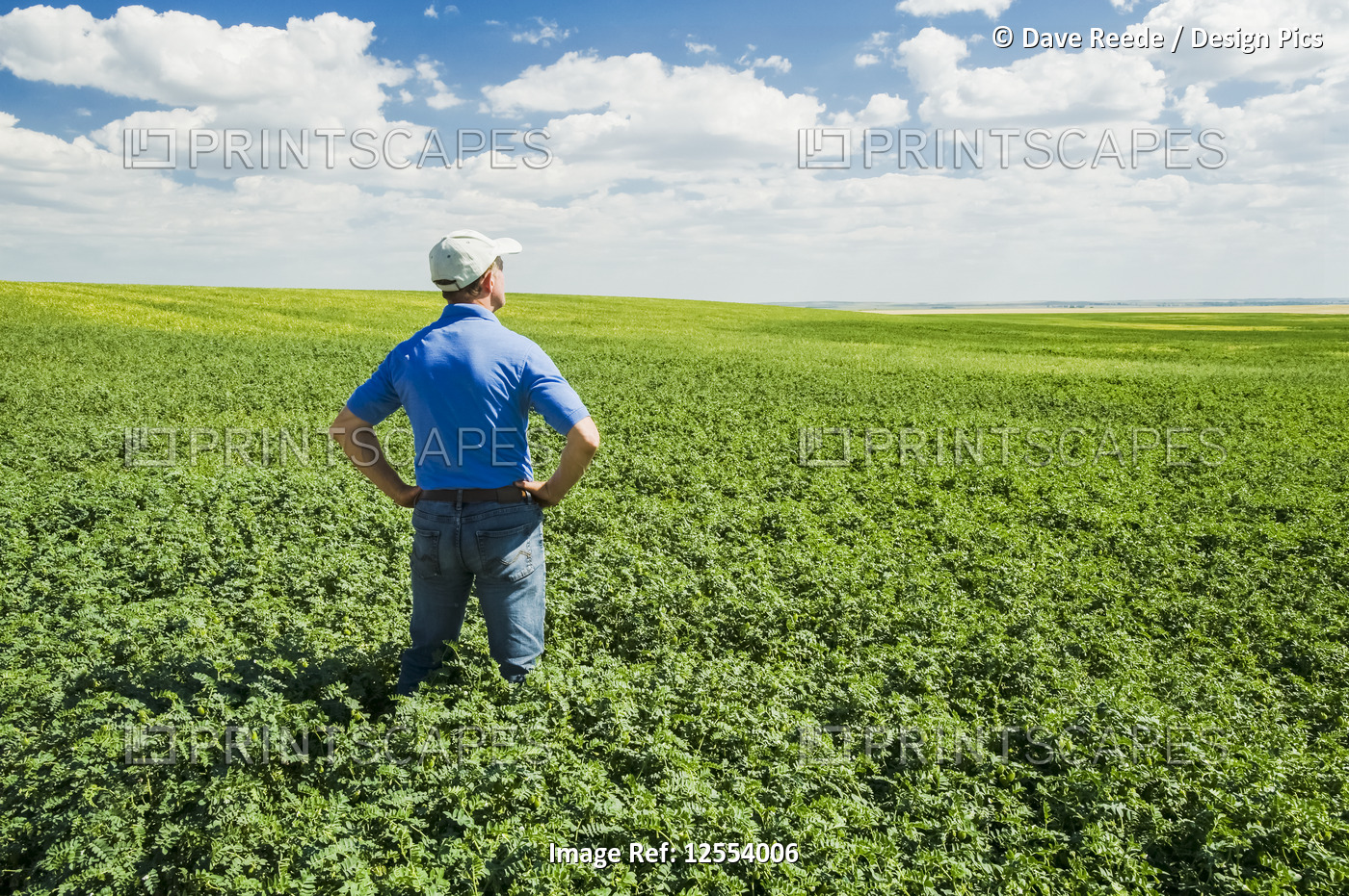 A farmer looks out over a mid-growth chickpea field, near Kincaid; ...