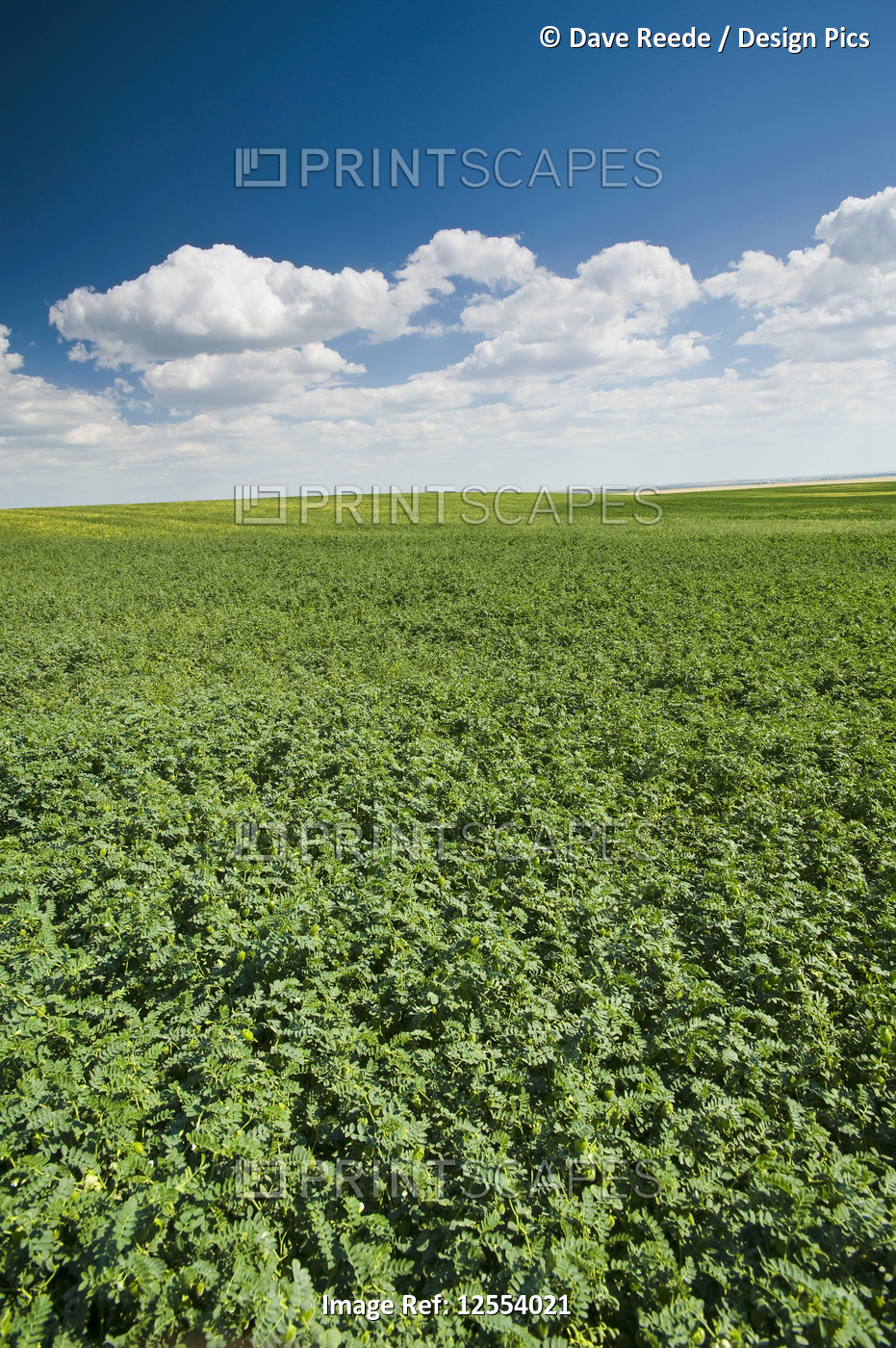 Chickpea field, near Kincaid; Saskatchewan, Canada