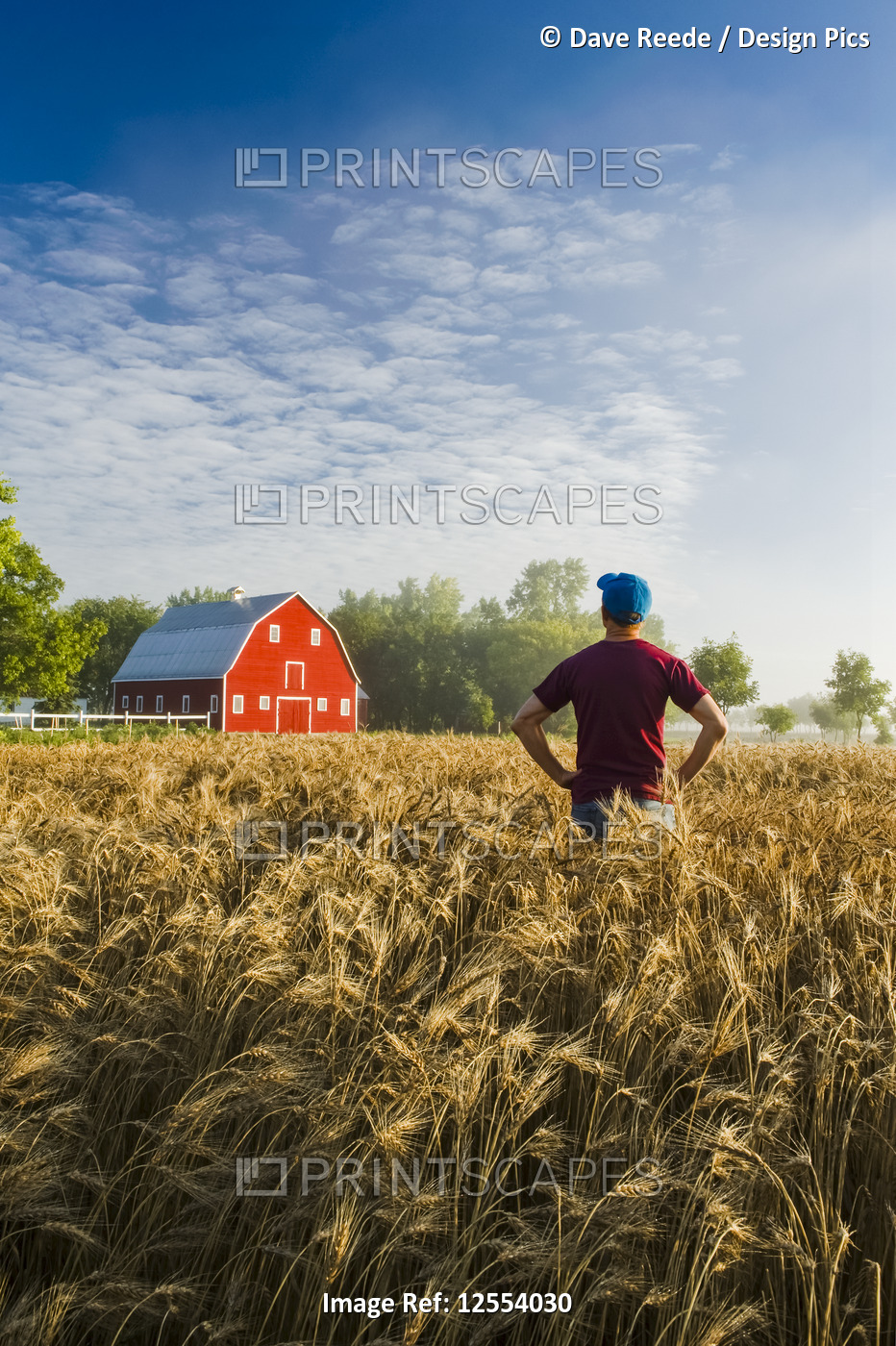 A farmer looks out over a mature wheat field with a red barn in the background; ...