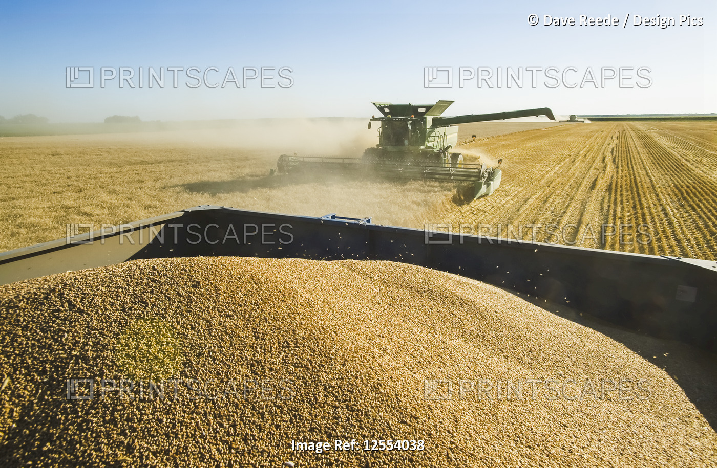 A combine harvester harvests winter wheat with a loaded grain wagon in the ...