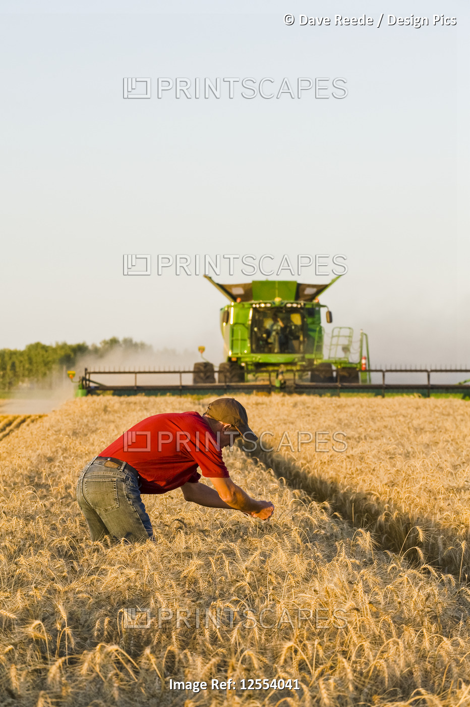 A farmer examines the crop while a combine harvester harvests winter wheat, ...